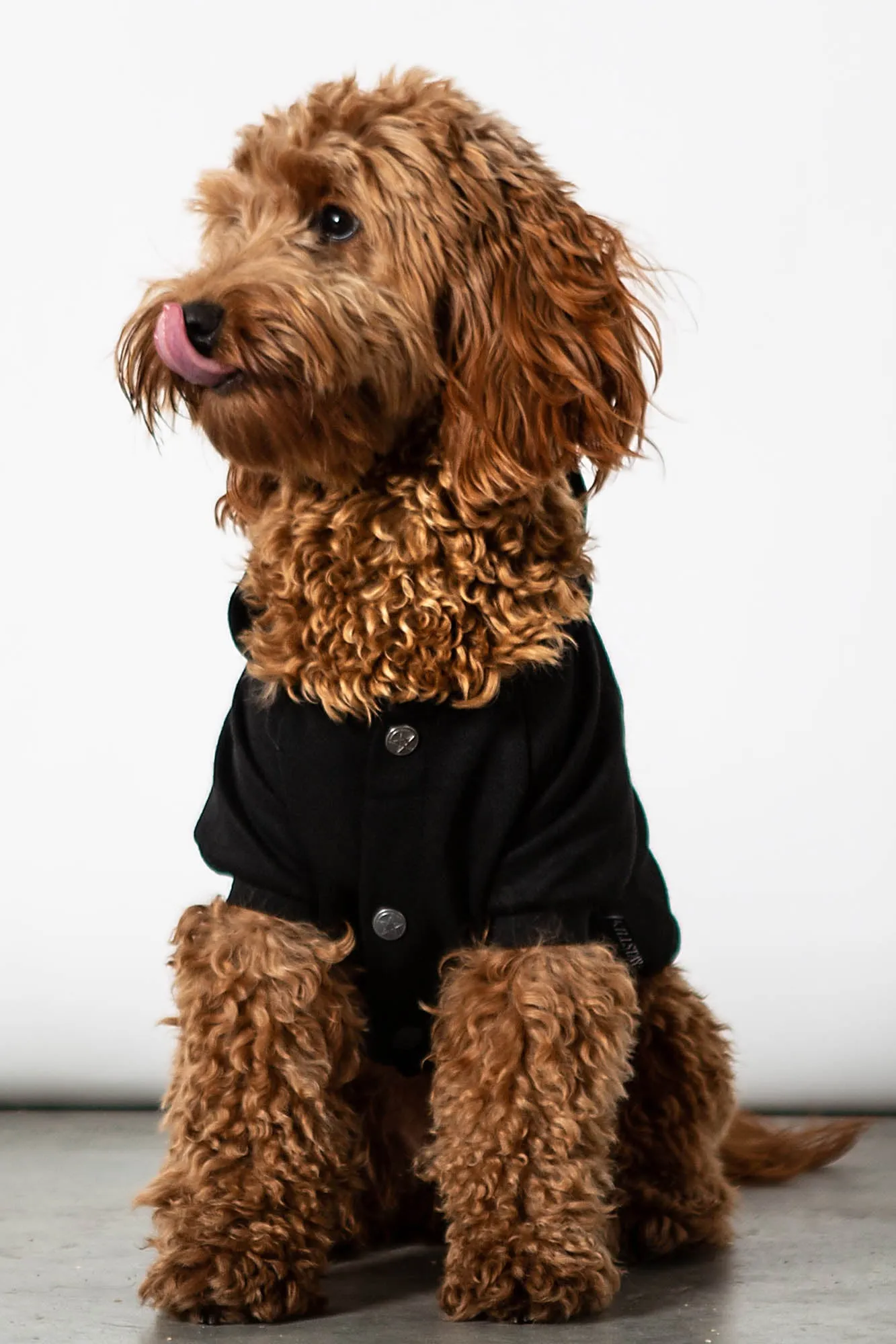 Party Pet Hoodie
