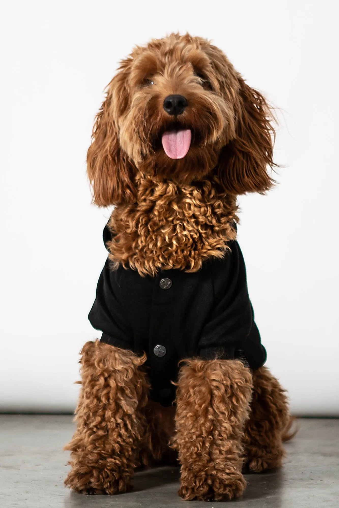 Witch In Training Pet Hoodie