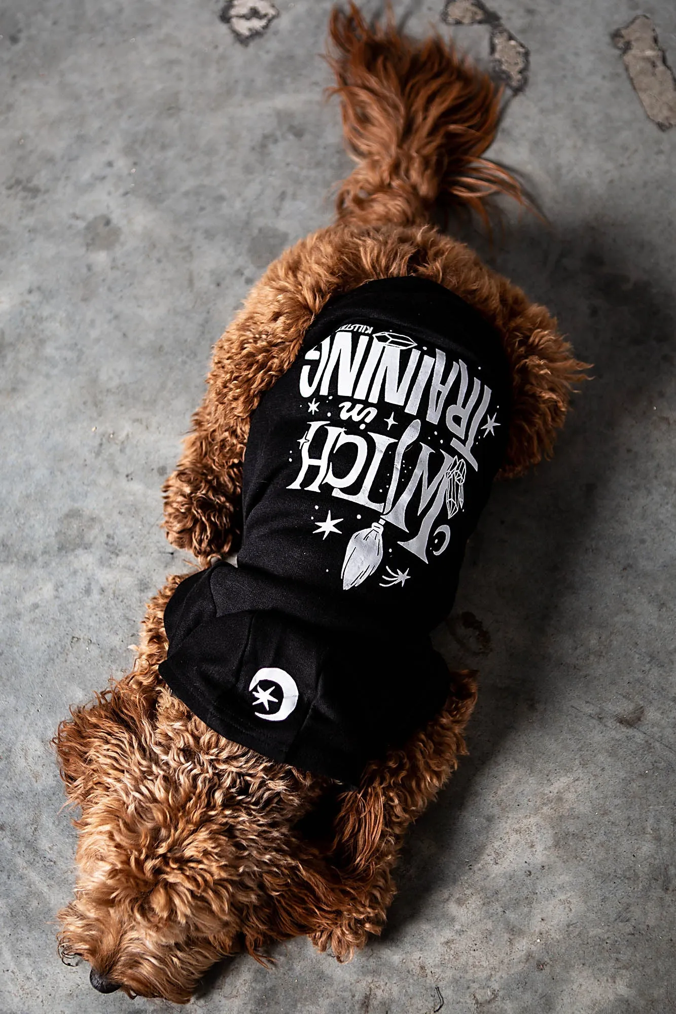 Witch In Training Pet Hoodie